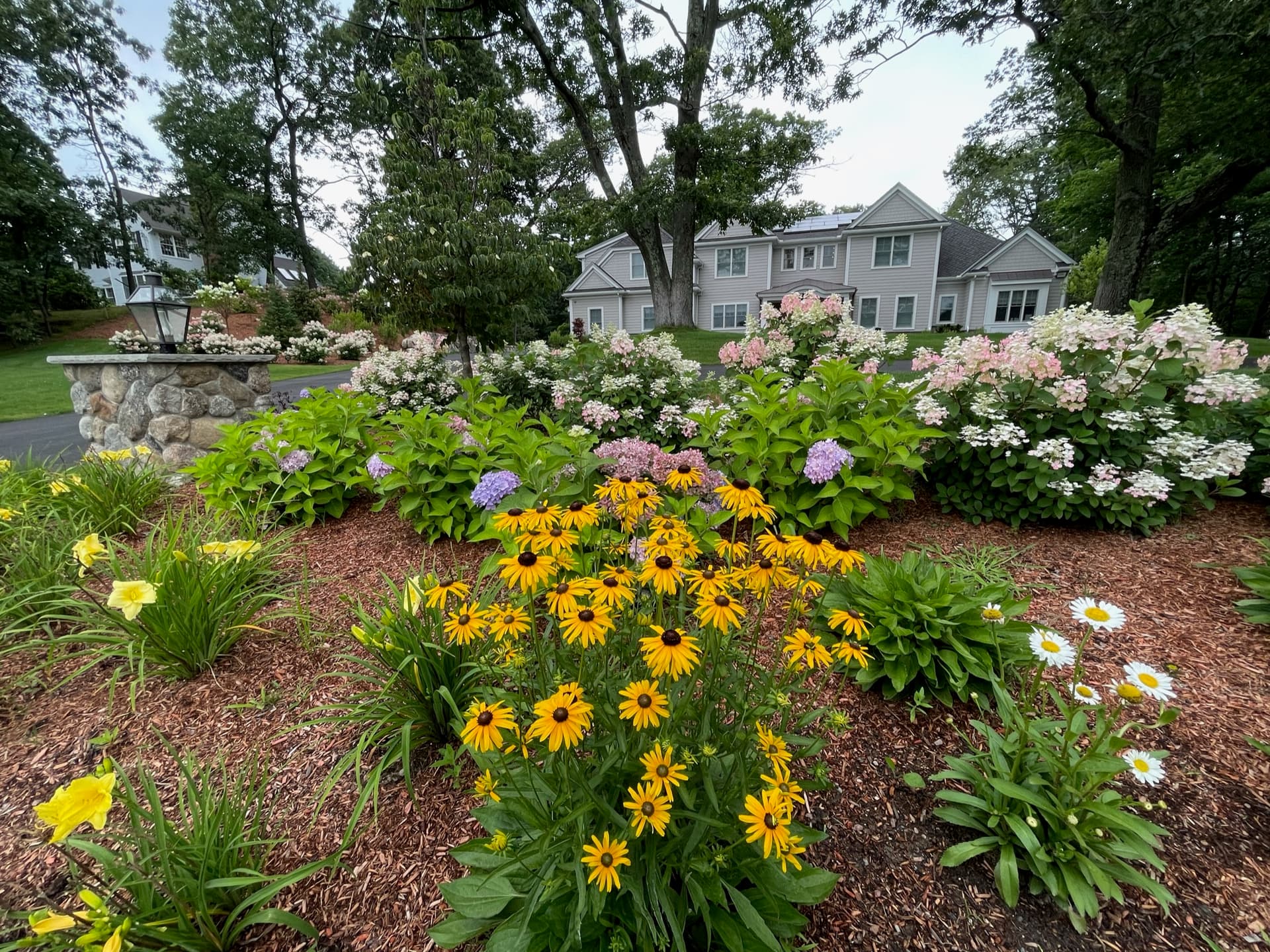 Entry garden with black-eyed susans, hydrangeas, and stone entry post lantern